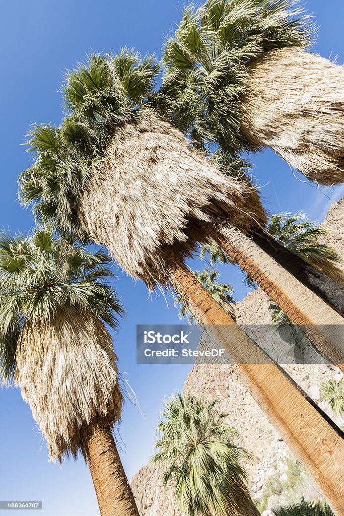 California Fan Palms w Joshua tree National Park, Kalifornia - Zbiór zdjęć royalty-free (Agawa)