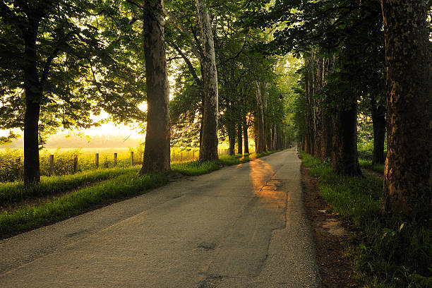 istock sunrise in beautiful alley 488364787