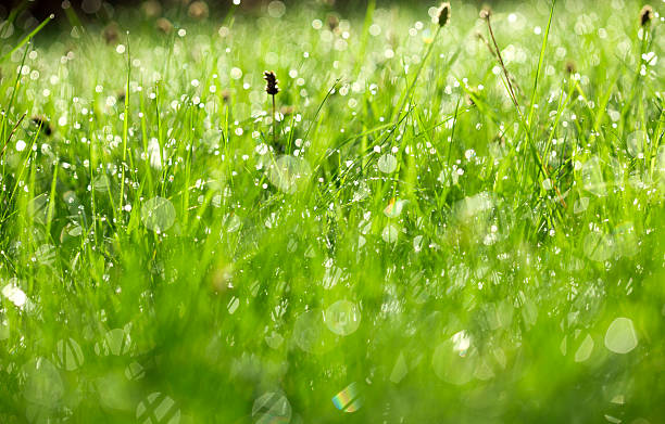 istock Green grass background. Morning dew with sunlight 488365028