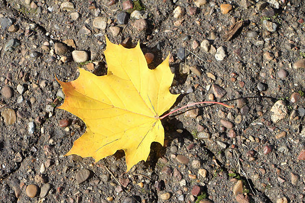 istock The yellow leaf of a maple which fell to asphalt 488365132