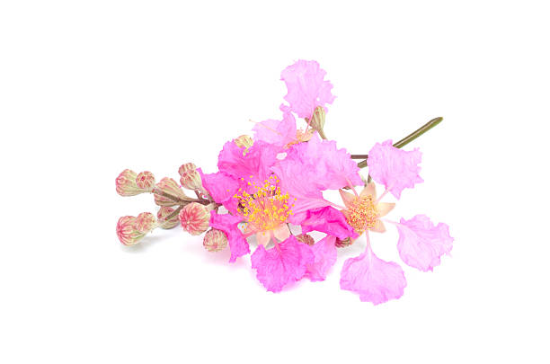 istock Lagerstroemia macrocarpa isolated on white background 488365393