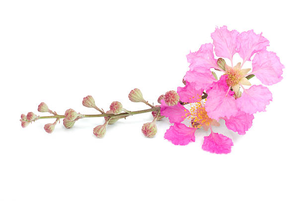 istock Lagerstroemia macrocarpa isolated on white background 488365405