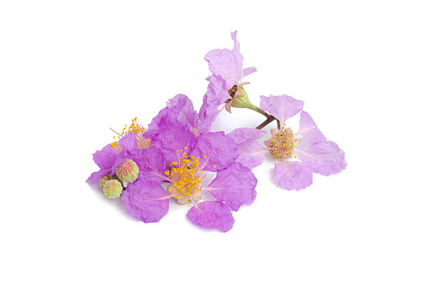 istock Cananga odorata isolated on white background 488365419