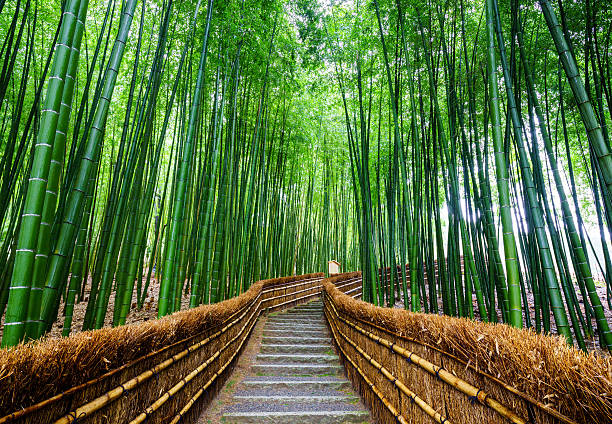 Path to bamboo forest, Arashiyama, Kyoto, Japan stock photo