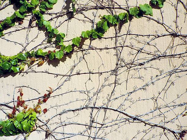 green ivy