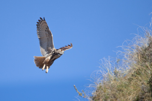 A wild Eurasian Eagle Owl (Bubo bubo) in flight over semi-desert grassland, Andalucia, Spain