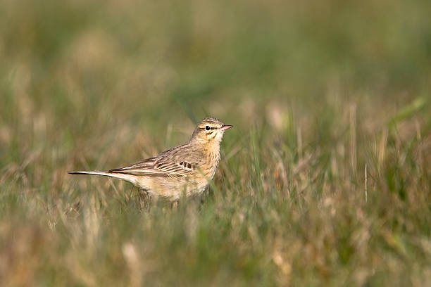 istock Tawny Pipit in grassland field 488366019