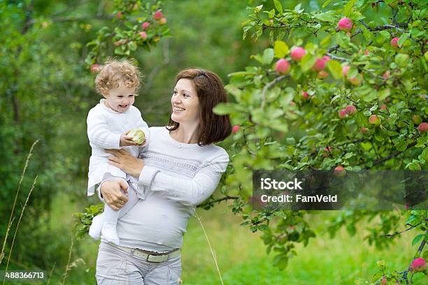 Pregnant Mother And One Year Old Baby Daughter Picking Apples Stock Photo - Download Image Now