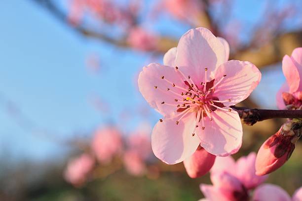 istock Branch of apricot tree with pink flowers 488367983