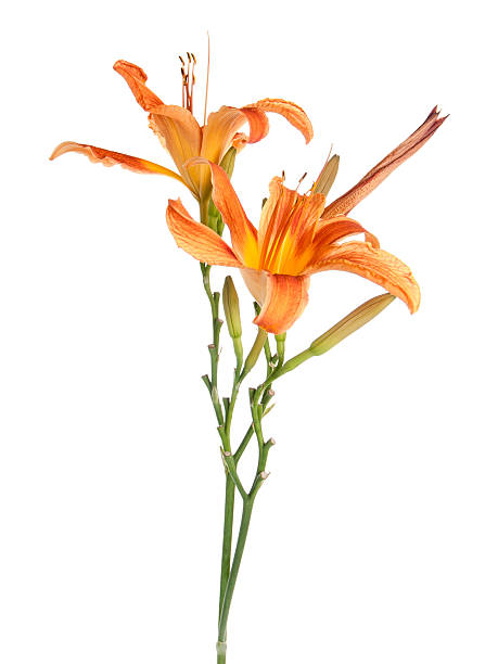 istock two flowers of lilies vertically isolated 488369119