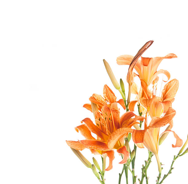 istock bouquet of lilies on a white 488369131