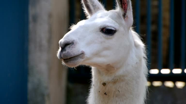 1,993 Llama Animal Stock Videos and Royalty-Free Footage - iStock 1,993 Llama Animal Stock Videos and Royalty-Free Footage - iStock