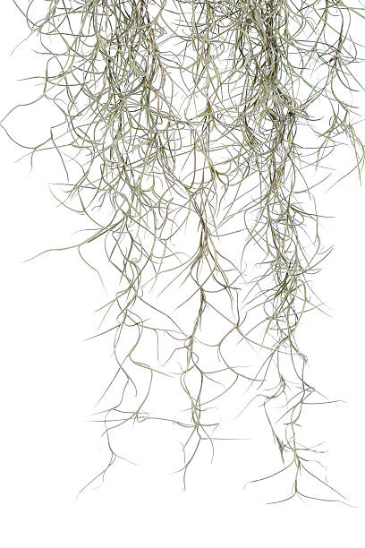 Spanish moss isolate on white Spanish moss isolate on white hanging moss stock pictures, royalty-free photos & images