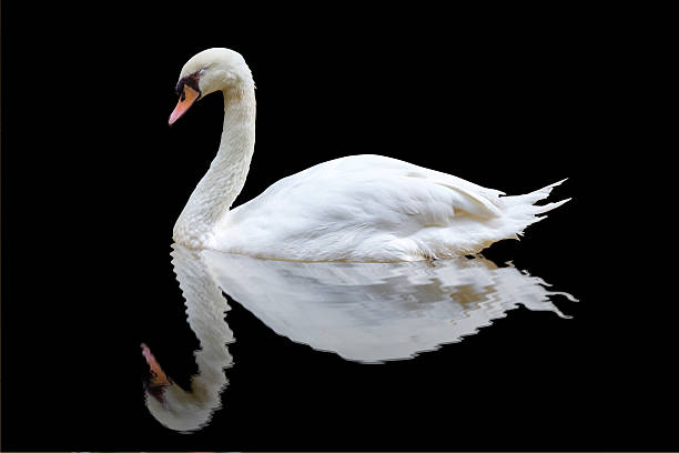 istock White swan on the black background 488377644