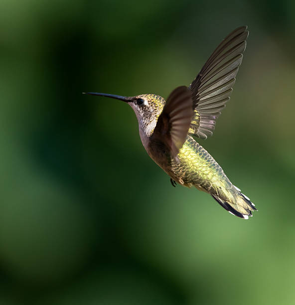 istock Female Ruby-throated Hummingbird in Flight on Green Background 488377920