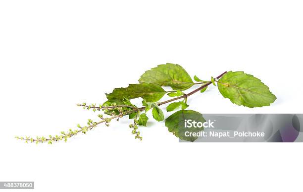 Holy Basil Ocimum Sanctum Isolate On White Stock Photo - Download Image Now - 2015, Basil, Black Horehound