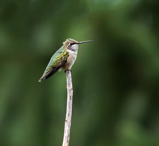 istock Female Ruby-throated Hummingbird against Green Background 488378086