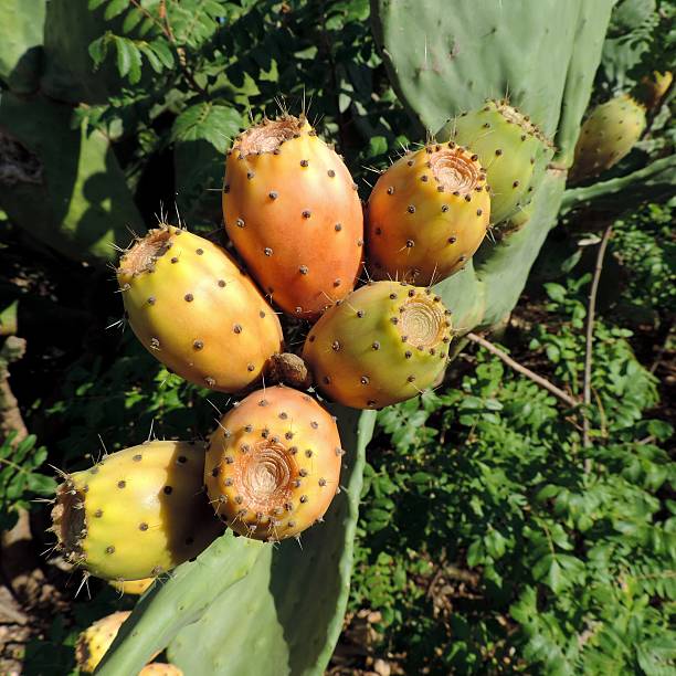 Prickly pear cactus with fruits Prickly pear cactus (Opuntia ficus-indica) with sweet orange fruits. fico d'india stock pictures, royalty-free photos & images