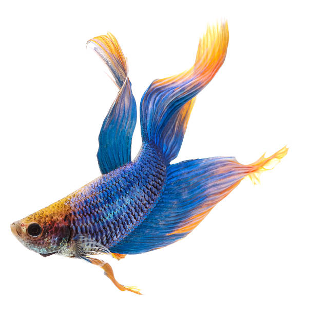 istock Betta fish, siamese fighting fish, betta splendens isolated on w 488380092