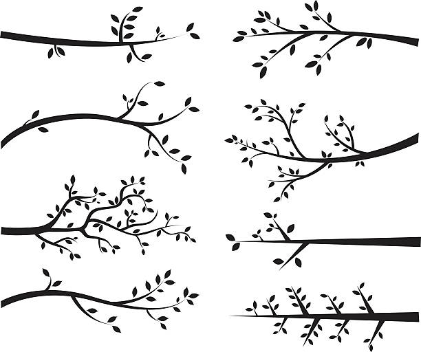 gałąź sylwetki - branch stock illustrations