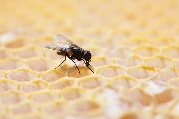istock Honeycomb empty and full of honey 488380210