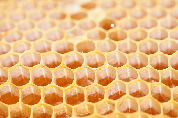 istock Honeycomb empty and full of honey 488380308