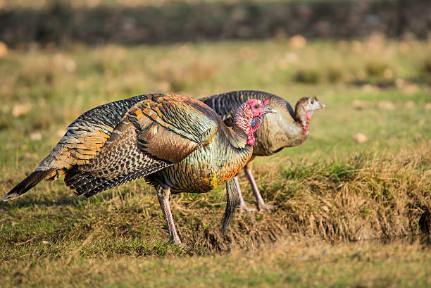 istock Turkeys at the Pond 488381752