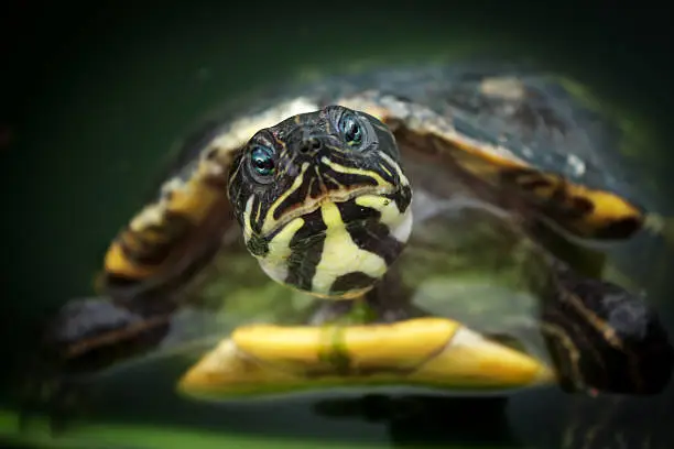 a waterturtle looked up