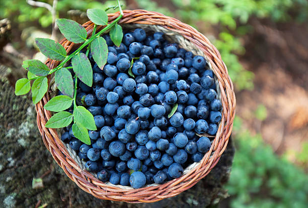 bio blueberry stock photo