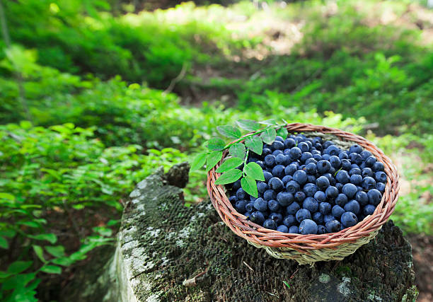 organic blueberry stock photo