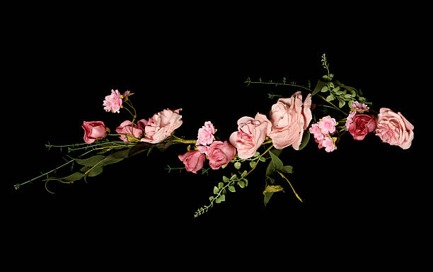 Pink Wedding Rose Garland Stock Photo - Download Image Now - Black Background, Flower, Rose - Flower - iStock Pink Wedding Rose Garland Stock Photo - Download Image Now - Black Background, Flower, Rose - Flower - iStock