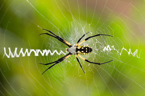 Argiope aurantia, black and yellow garden spider, waiting in middle of or web for prey. Close up of spider on web with stabilimentum, a silk  zipper pattern on her web.