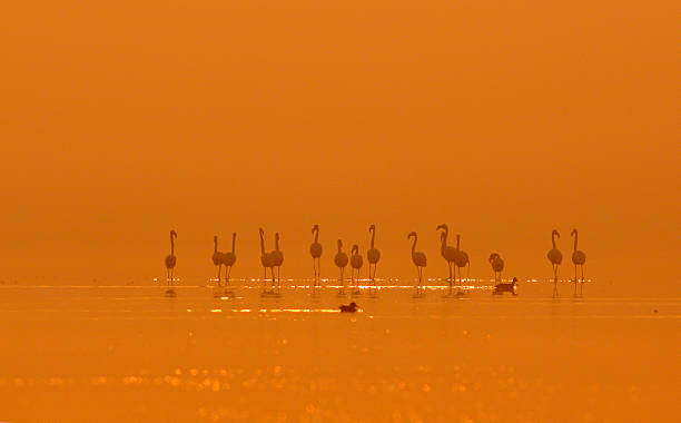 istock Greater flamingoes 488386218