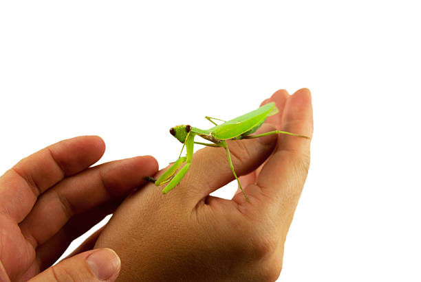 богомол насекомых зеленый - praye стоковые фото и изображения