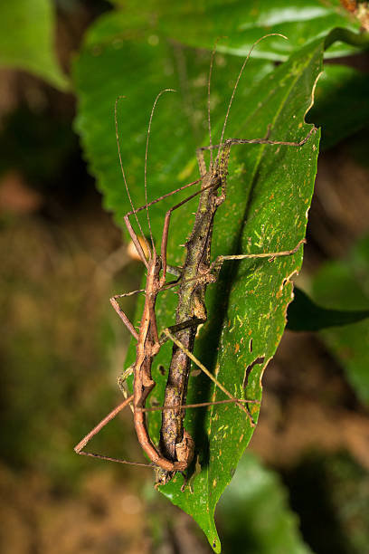 istock Hong Kong spiny stick insect mating on green leaf 488386482