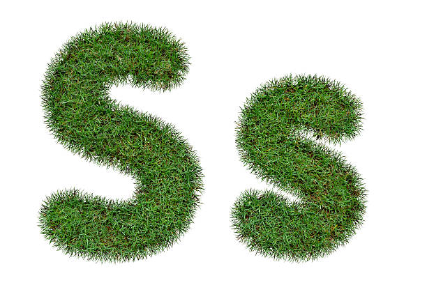 istock Grass Letter S,s  isolated on white background 488387094