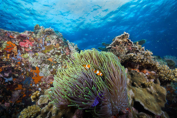 istock Anemone Clown Fish and rocks 488388373