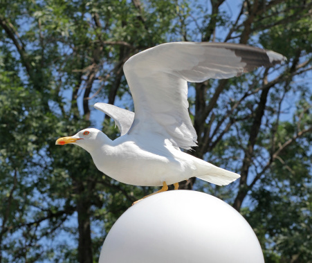 White seagull on lamp