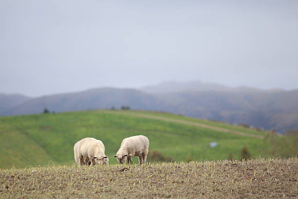 Sheep farm stock photo