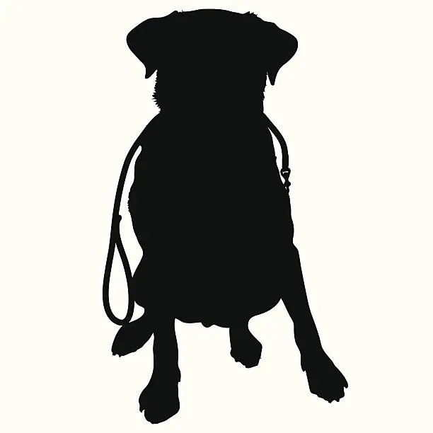 Vector illustration of Labrador Retriever Leash Silhouette
