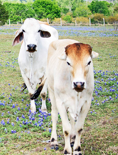 istock Texas curious cows in bluebonnet field 488389252