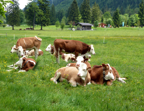 Cow, Domestic Cattle, Almauftrieb, Transhumance