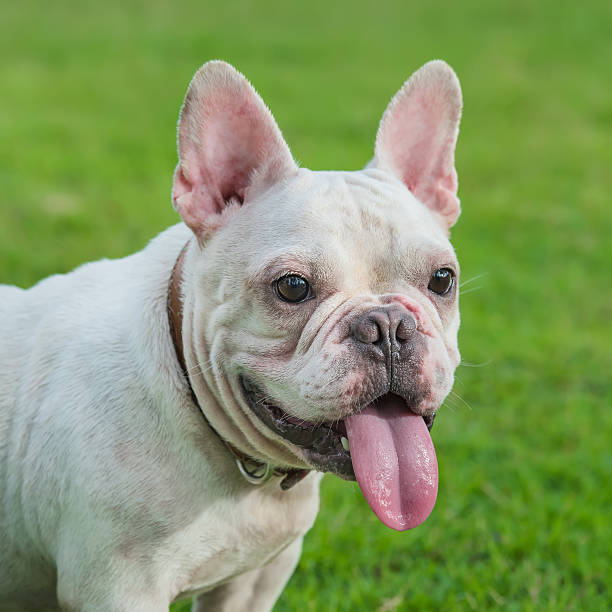 istock french bulldog on  grass field 488389596