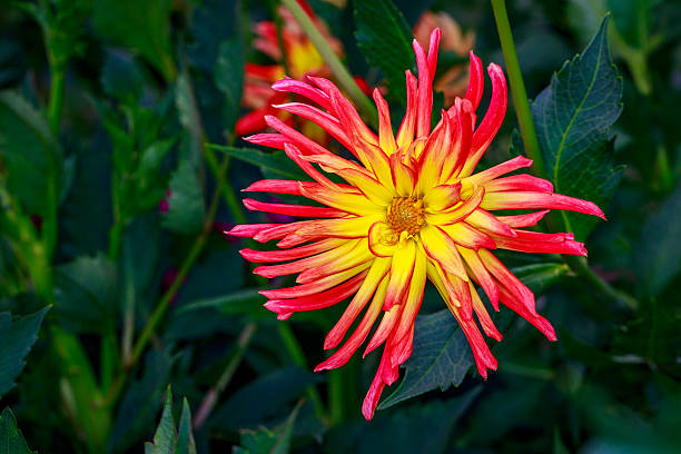istock Beautiful dahlia in the garden 488389758