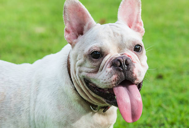 istock french bulldog on  grass field 488389812