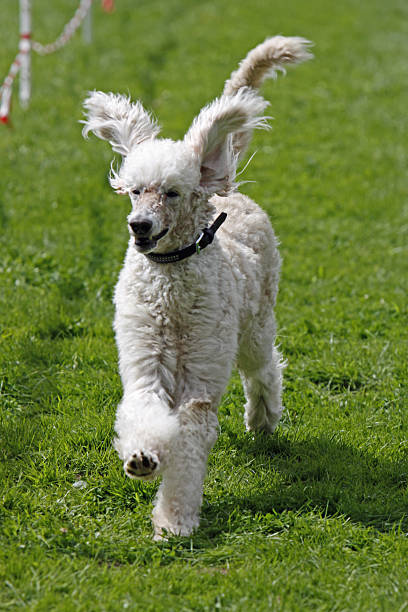 funcionamiento caniche - hundesport fotografías e imágenes de stock