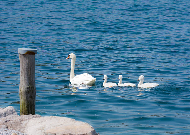 istock Swan family with babies 488390134
