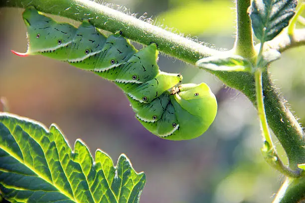 A close-up of a tobacco hornworm in the garden