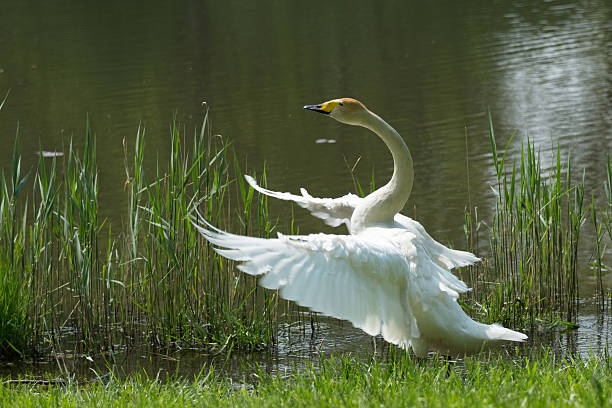 istock White Swan spreading its wings next to the water 488390319