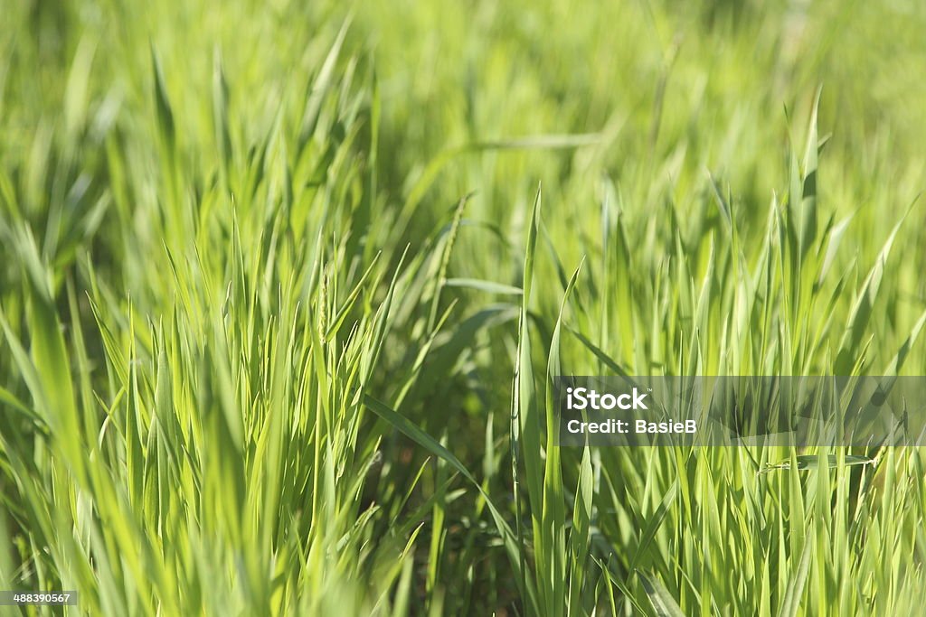 Grain-field - Lizenzfrei Beleuchtet Stock-Foto